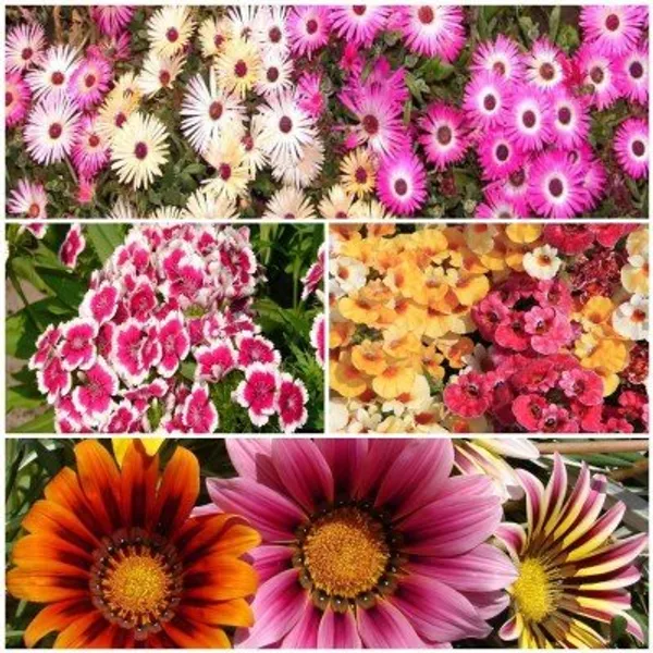 Pack_Of_2_Flower_Seed_Kit_Premium___
