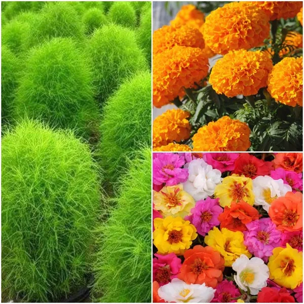Mixed_Flower_Seeds_For_Garden_-_Pack_Of_2