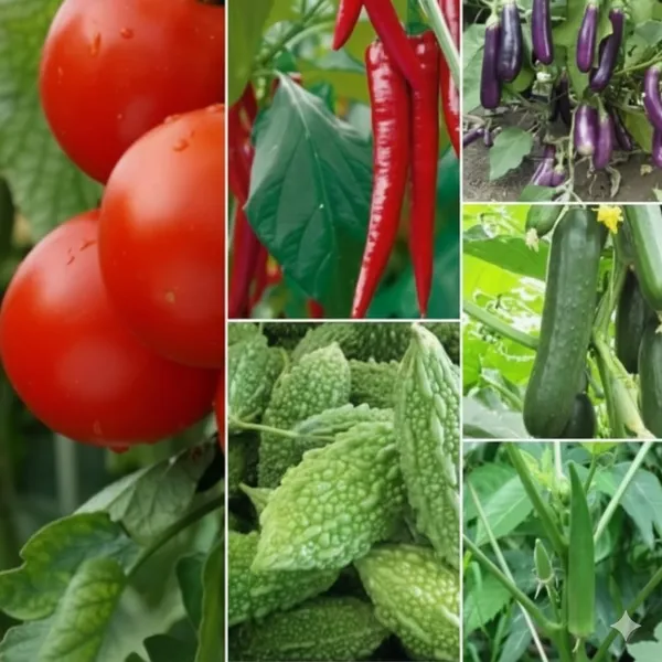 Vegetable_Seeds_Kit_-_Pack_Of_2