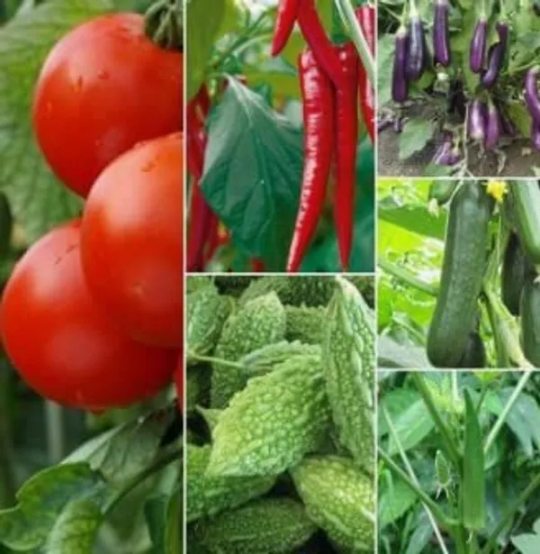 Vegetable_Seeds_Kit_-_Pack_Of_2