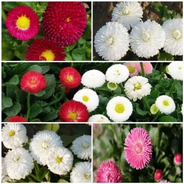 Daisy_Flower_Seed_Kit___1__Pack_Of_3_packets_