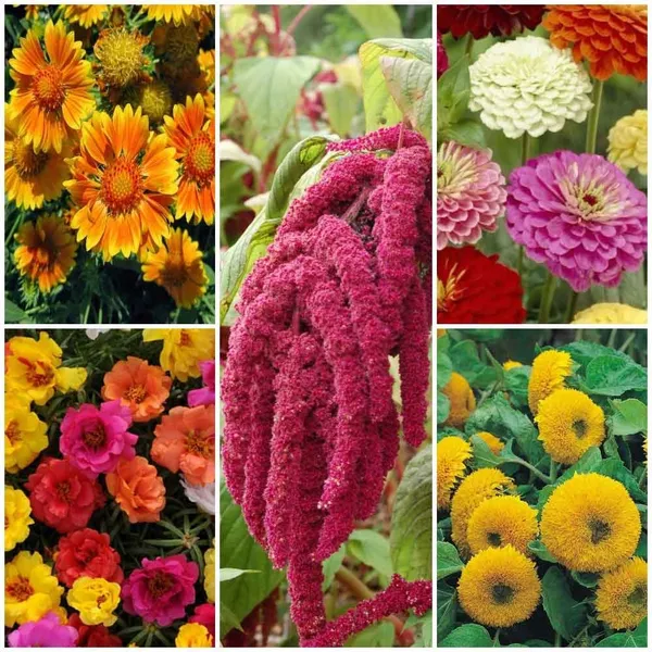 Pack_Of_2_Summer_Flower_Seeds_Mixed_Variety_Pack_-