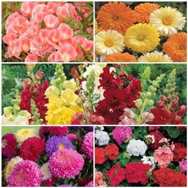 Garden_Flower_Seed_Kit_-_Pack_Of_2