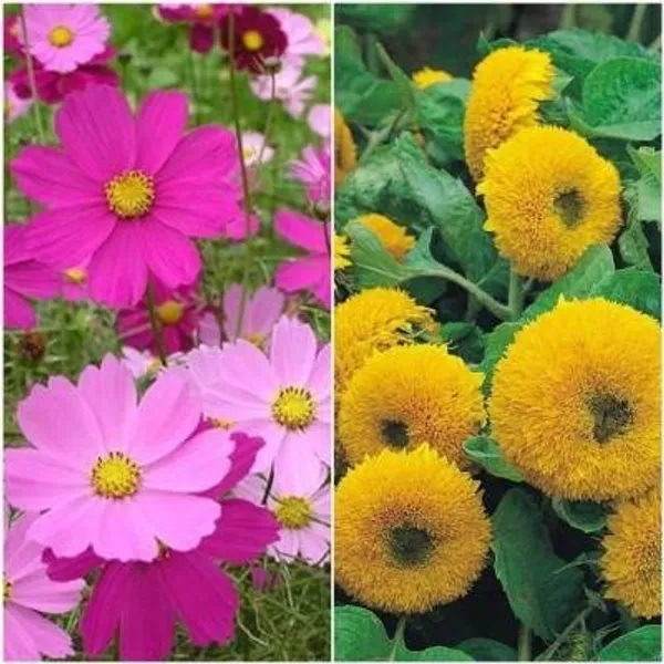 Flower_Seeds_For_Borders_-_Pack_Of_3