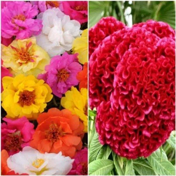 Pack_Of_3_Flower_Seeds_Portulaca_And_Celosia_Seeds