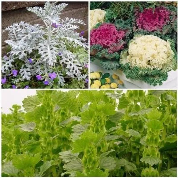 Ornamental_Plant_Seed_Kit_-_Pack_Of_3_Packets_