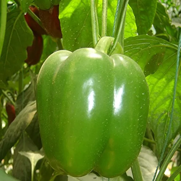 Capsicum_Vegetable_Seed_Kit_-_Pack_Of_4