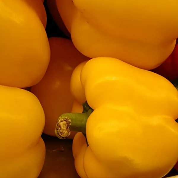 Capsicum_Vegetable_Seed_Kit_-_Pack_Of_4