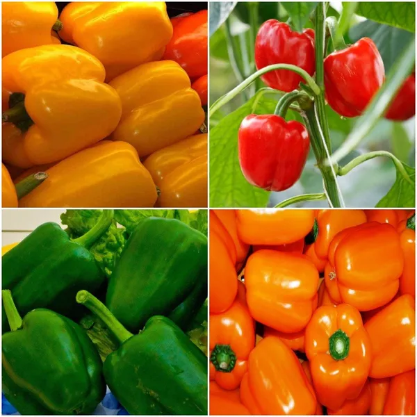 Capsicum_Vegetable_Seed_Kit_-_Pack_Of_4