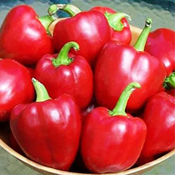 Capsicum_Vegetable_Seed_Kit_-_Pack_Of_4