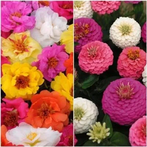 Flower_Seeds_Mixed_Variety_-_Pack_Of_3