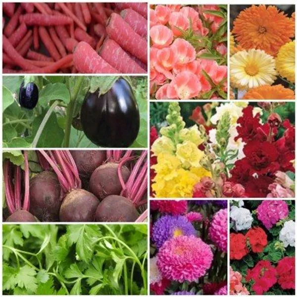 Pack_Of_9_Garden_Seed_Kit_(Beetroot_,Corriander,_Brinjal_Black_Beauty_,Carrot,_Godetia,_Antirrihinum_Tom_Thumb_Mix_,_Aster_,_Calendula_Seeds_and_Geranium.)