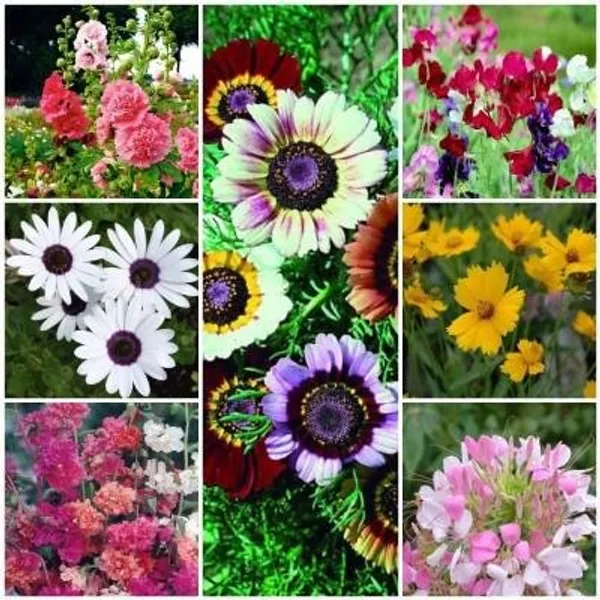 Flower_Seed_Kit