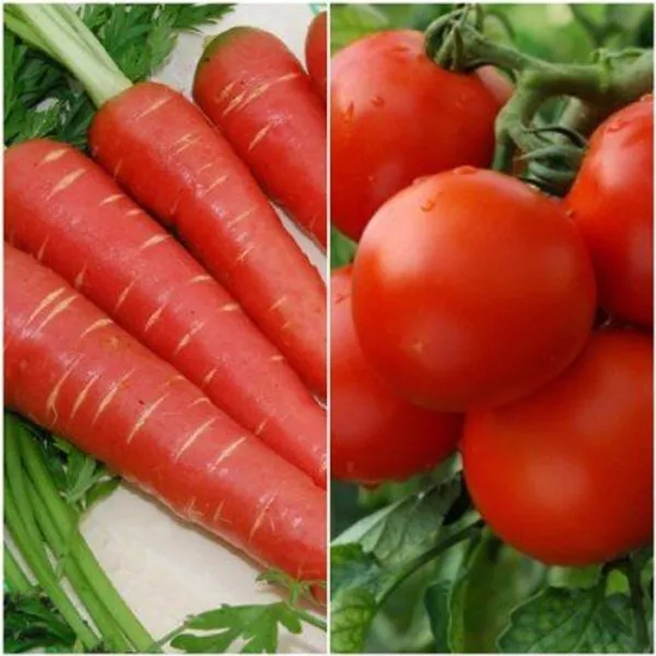 Vegetable_Seed_Kit_-_Pack_Of_3