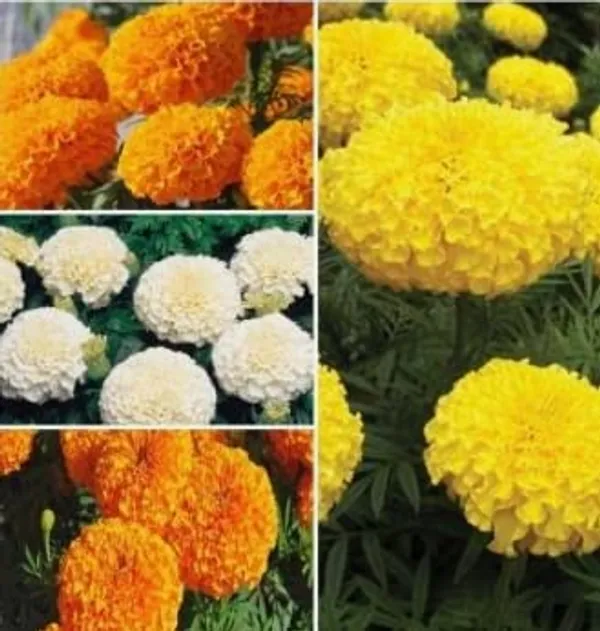 Marigold_African_Seed_Kit_-_Pack_Of_2