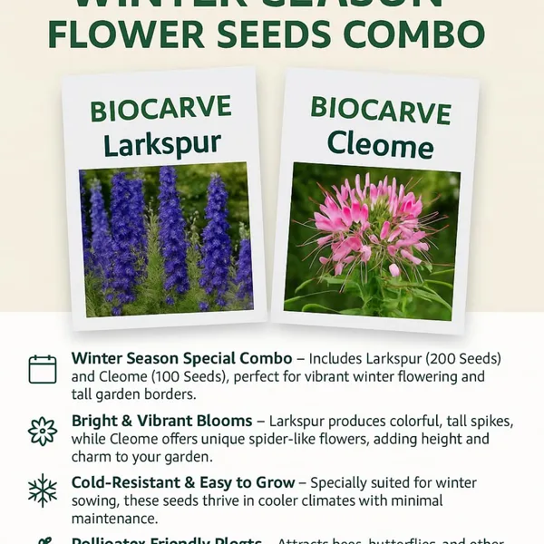 Larkspur_And_Cleome_Flower_Seeds_-_Pack_Of_3