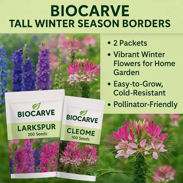 Larkspur_And_Cleome_Flower_Seeds_-_Pack_Of_3