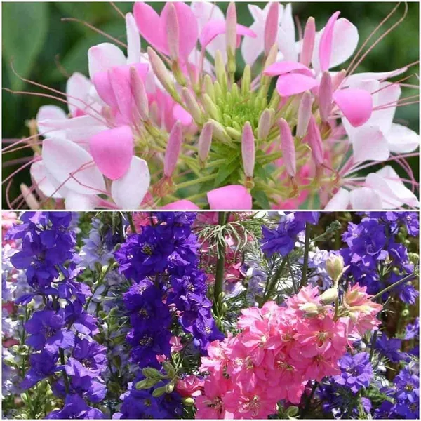 Larkspur_And_Cleome_Flower_Seeds_-_Pack_Of_3