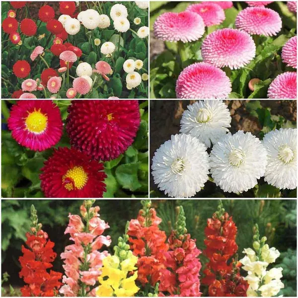 Dwarf_Flower_Seeds_Assortment_-_Pack_Of_2