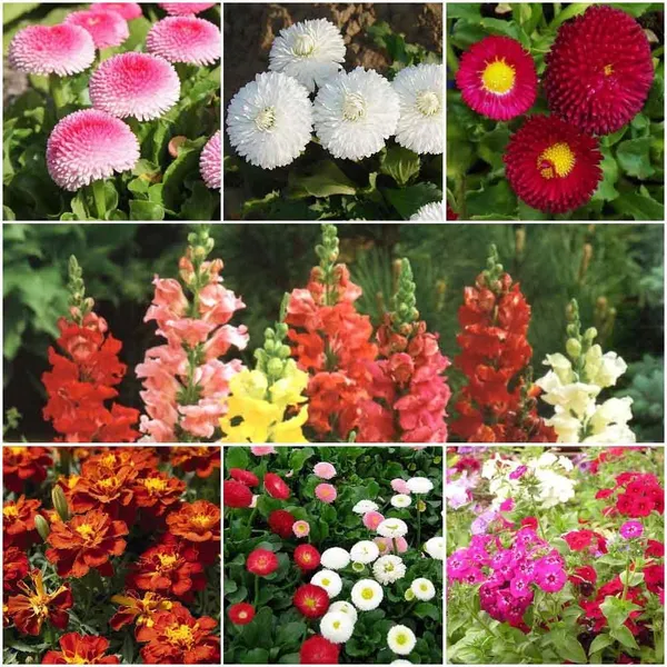 Pack_Of_7_Flower_Seeds