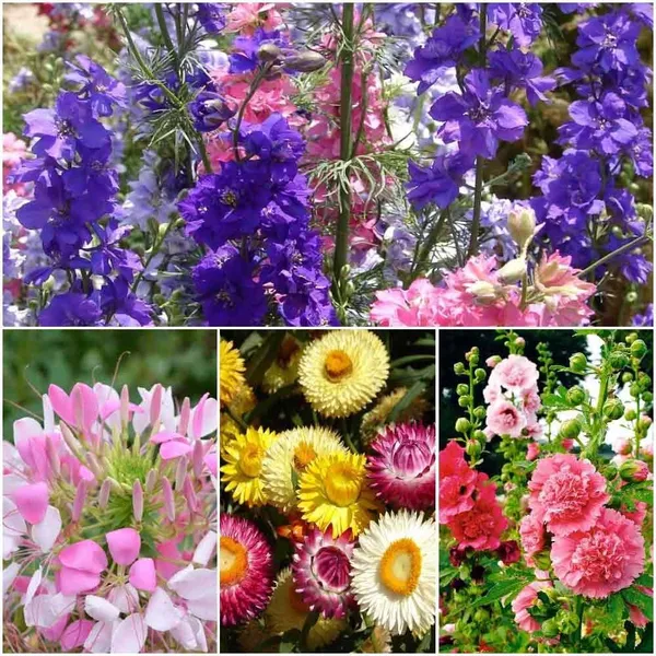 Flower_Seed_Mix_Collection_-_Pack_Of_2
