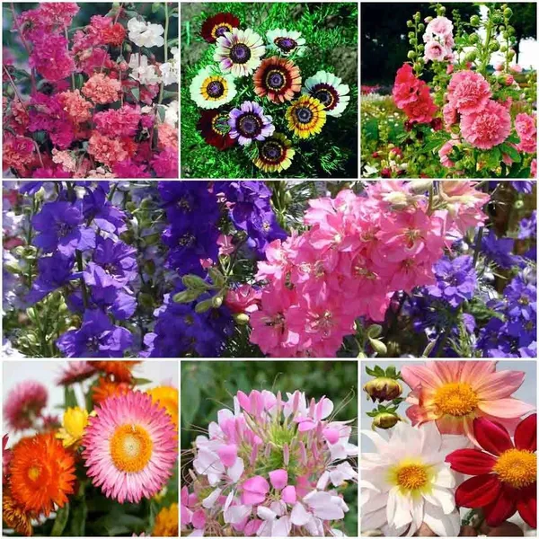 Mixed_Flower_Seeds_Collection