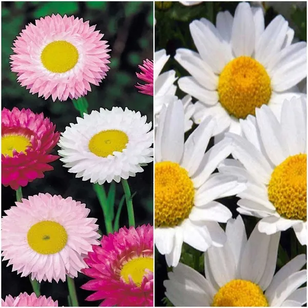 Winter_Flower_Seeds_Combo_-_Pack_Of_3