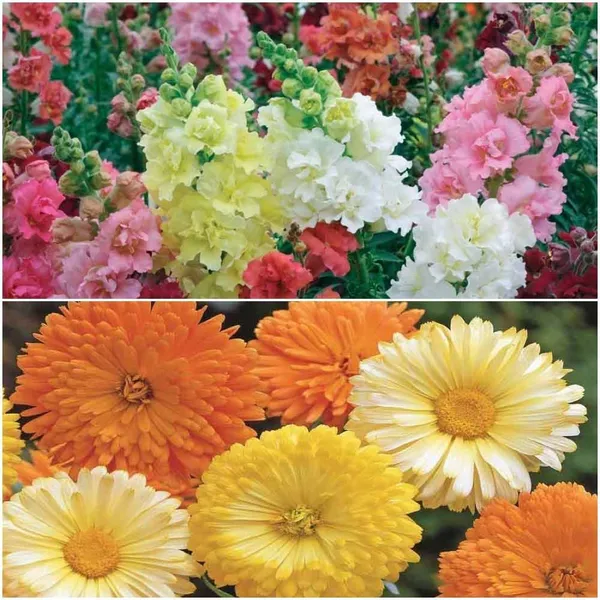 Medium_Stunning_Winter_Bedding_Flowers-2_Packets_(Antirrihinum_semi_Tall_and_Calendula_FG_Mix).