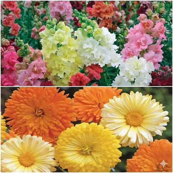 Medium_Stunning_Winter_Bedding_Flowers-2_Packets_(Antirrihinum_semi_Tall_and_Calendula_FG_Mix).