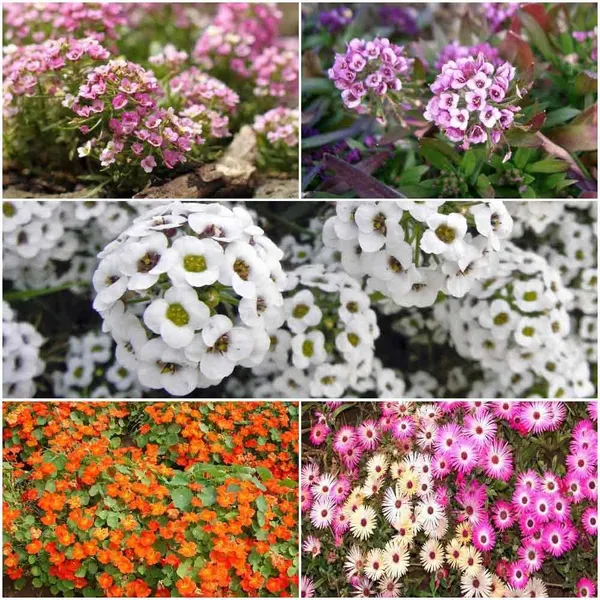 Pack_Of_2_Biocarve_Ground_Cover_Winter_Flowers_Kit