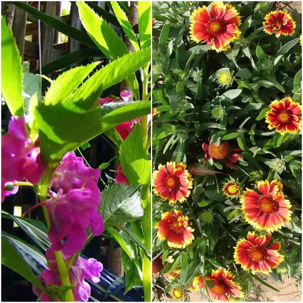 Pack_Of_3_Blasam_&_Gaillardia_Aristata_Flower_Seeds_
