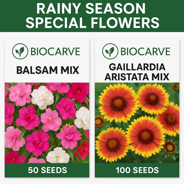 Pack_Of_3_Blasam_&_Gaillardia_Aristata_Flower_Seeds_