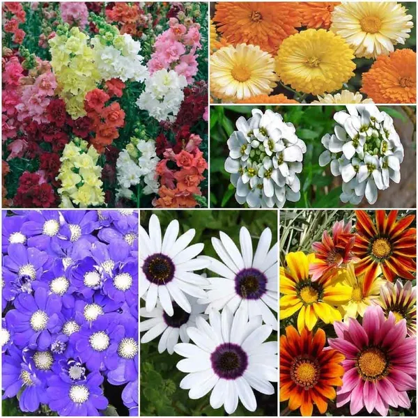 Winter_Flower_Seeds_Mixed_Varieties