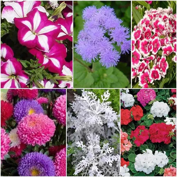 Pack_Of_6_Flower_Seeds_Assortment