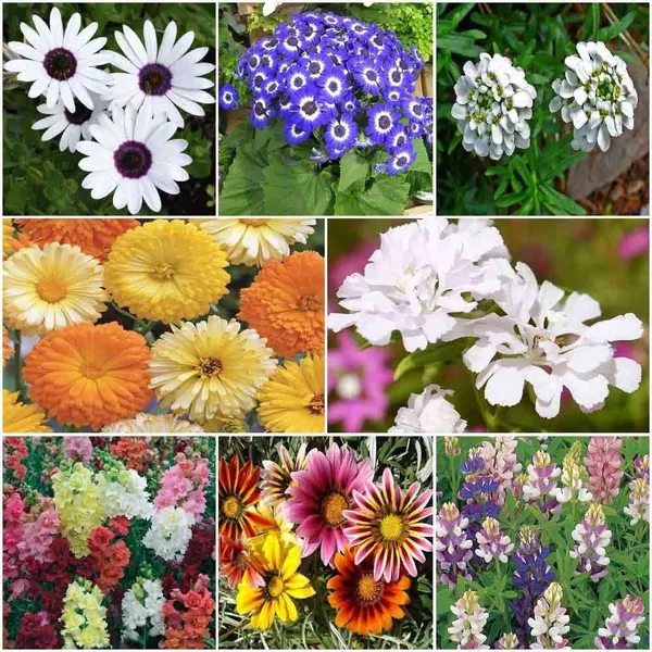 Winter_Flower_Seed_Assortment