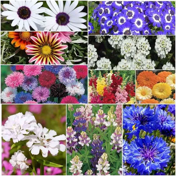 Pack_Of_10_Winter_Bedding_Flower_Seeds