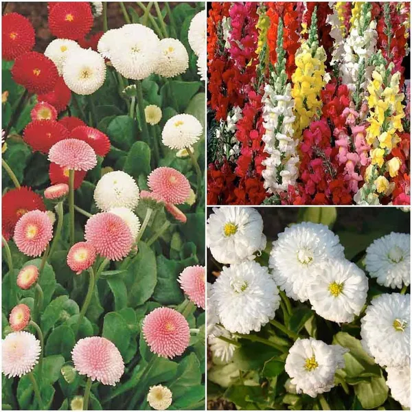 Designer_Dwarf__Winter_Bedding_Flowers-3_Packets_(AntirrihinumTom_thumb_Dwarf,_Daisy_Double_Rose,_and_Daisy_Double_White_)