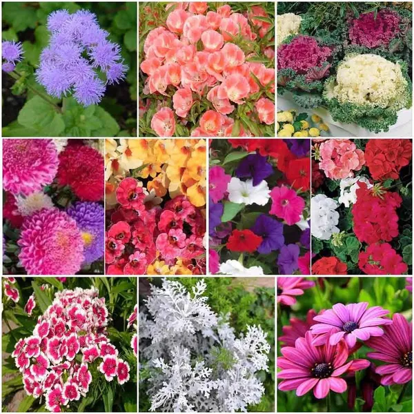 Winter_Flower_Seed_Collection