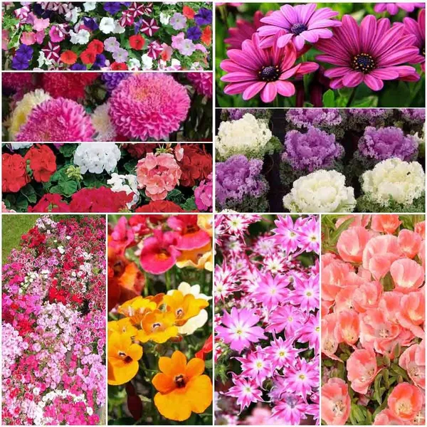 Flower_Seeds_Bedding_Variety_Pack