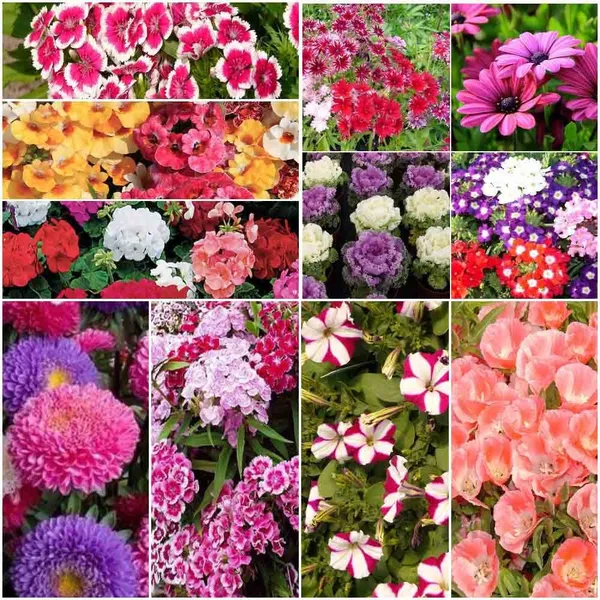 Flower_Seeds_Assortment