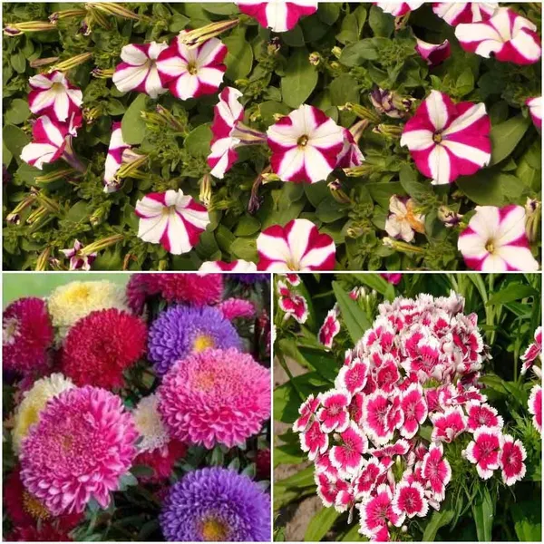 Flower_Seeds_Assortment_-_Pack_Of_2