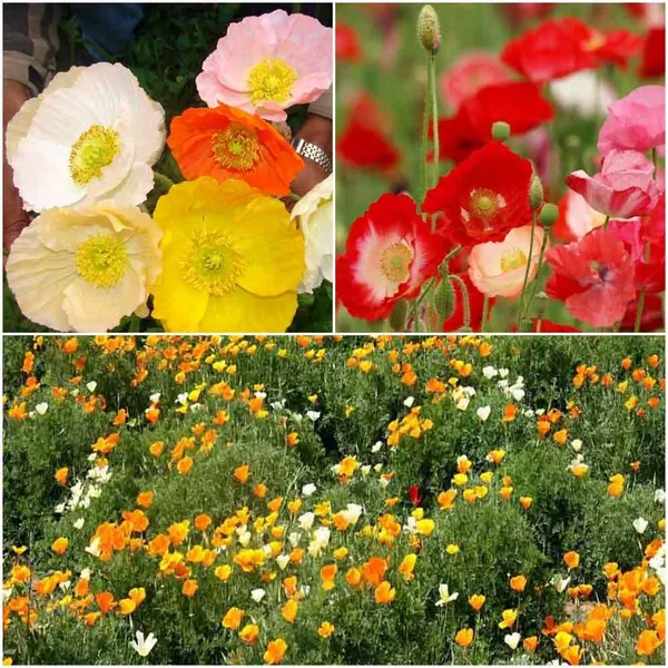 Poppy_Flower_Seeds_-_Pack_Of_4