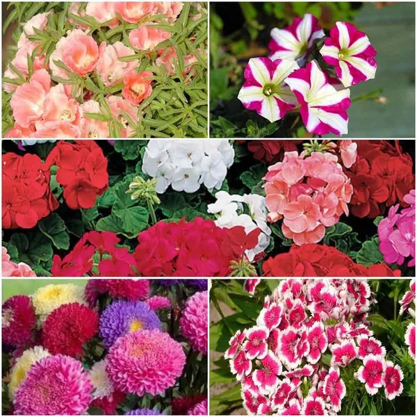 Flower_Seeds_Winter_Bedding_Mix_-_Pack_Of_2