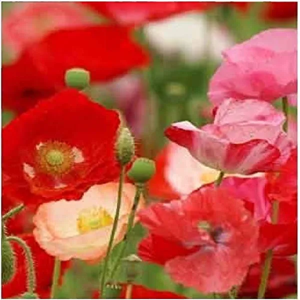 Flower_Seed_Assortment_-_Pack_Of_2
