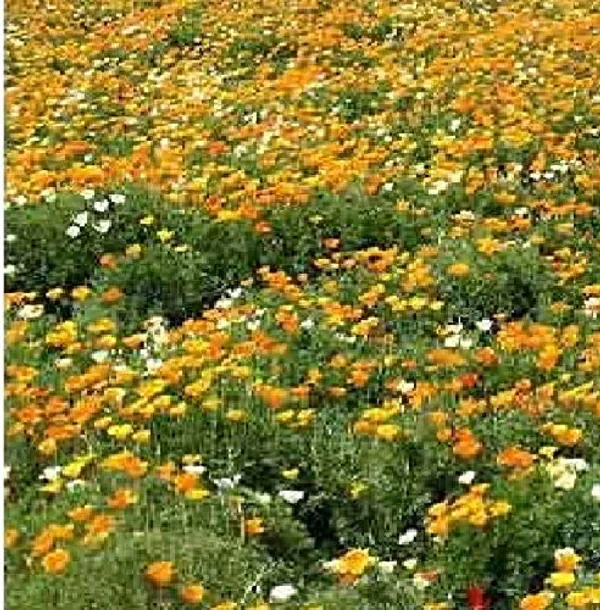Flower_Seed_Assortment_-_Pack_Of_2