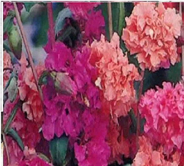 Flower_Seed_Assortment_-_Pack_Of_2