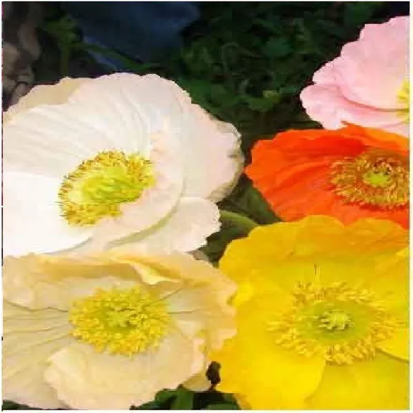Flower_Seed_Assortment_-_Pack_Of_2