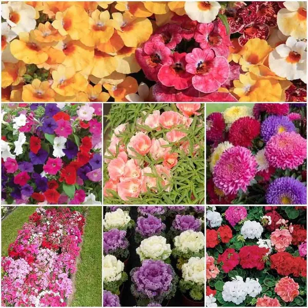 Flower_Seeds_Assortment_pack_of_7_