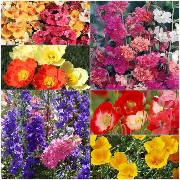 Pack_Of_6_Flower_Seeds_Assorted_Variety_Pack_Premium