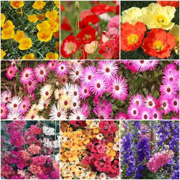 Flower_Seeds_Assorted_Variety_Pack_of_8